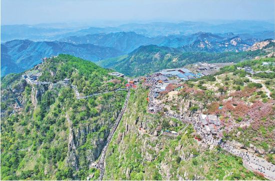 在全省油松古树最富集的泰山区域，古树达1.8万余株，居全省前列。图为泰山景区航拍图。